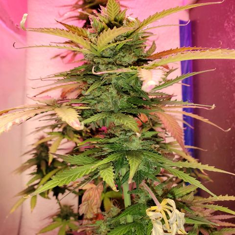 Blue Gorilla Autos growlog photo: Autos - Gorilla Glue (Front), Blueberry (Back)