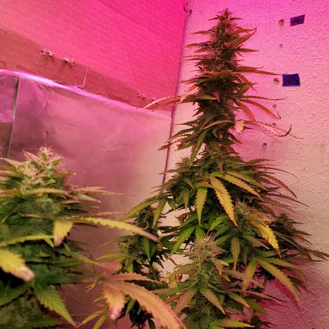 Blue Gorilla Autos growlog photo: Autos - Gorilla Glue (Front), Blueberry (Back)