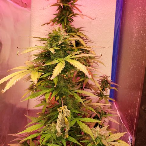 Blue Gorilla Autos growlog photo: Autos - Gorilla Glue (Front), Blueberry (Back)