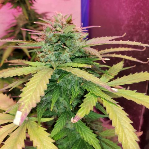 Blue Gorilla Autos growlog photo: Autos - Gorilla Glue (Front), Blueberry (Back)