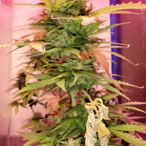 Blue Gorilla Autos growlog photo: Autos - Gorilla Glue (Front), Blueberry (Back)