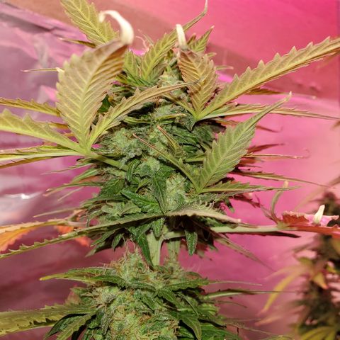 Blue Gorilla Autos growlog photo: Autos - Gorilla Glue (Front), Blueberry (Back)