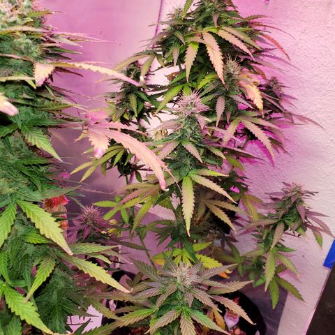 Blue Gorilla Autos growlog photo: Autos - Gorilla Glue (Front), Blueberry (Back)