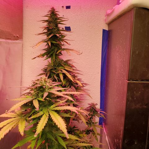 Blue Gorilla Autos growlog photo: Autos - Gorilla Glue (Front), Blueberry (Back)