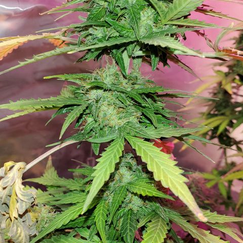Blue Gorilla Autos growlog photo: Gorilla glue close up 