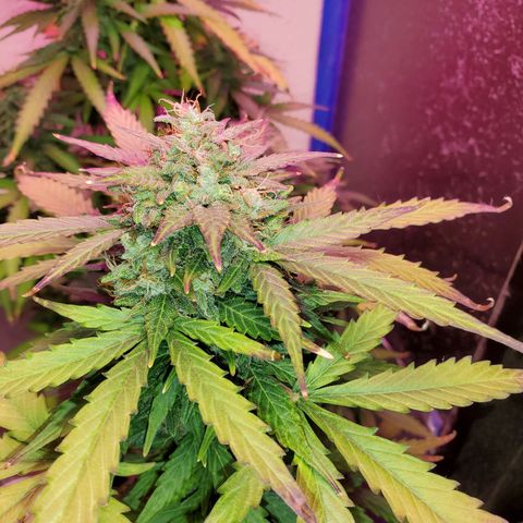Blue Gorilla Autos growlog photo: Autos - Gorilla Glue (Front), Blueberry (Back)