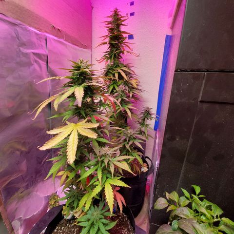 Blue Gorilla Autos growlog photo: Autos - Gorilla Glue (Front), Blueberry (Back)