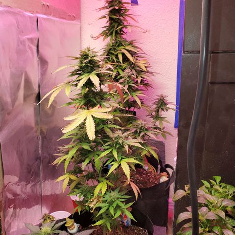 Blue Gorilla Autos growlog photo: Autos - Gorilla Glue (Front), Blueberry (Back)