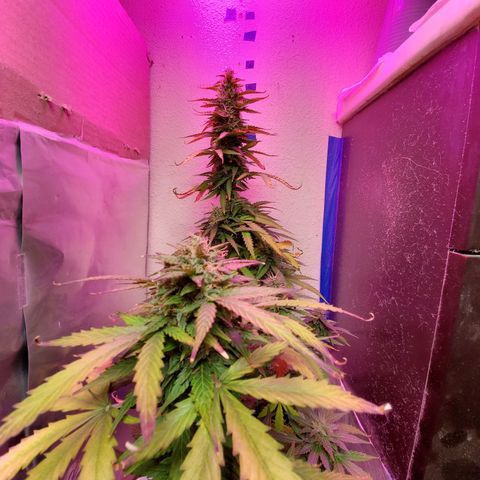 Blue Gorilla Autos growlog photo: Autos - Gorilla Glue (Front), Blueberry (Back)