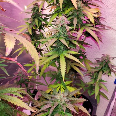 Blue Gorilla Autos growlog photo: Autos - Gorilla Glue (Front), Blueberry (Back)