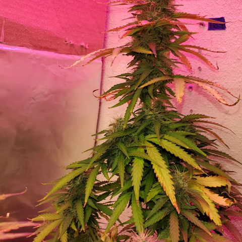 Blue Gorilla Autos growlog photo: Autos - Gorilla Glue (Front), Blueberry (Back)