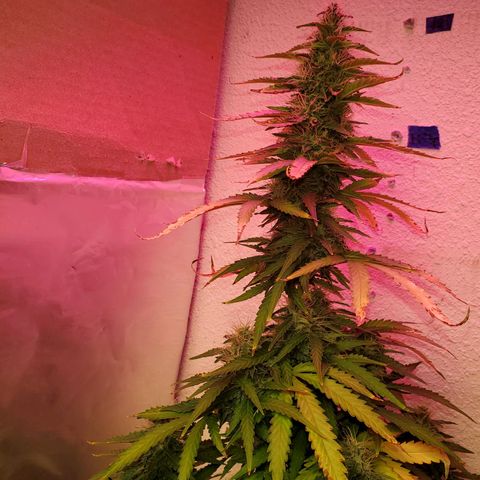 Blue Gorilla Autos growlog photo: Autos - Gorilla Glue (Front), Blueberry (Back)