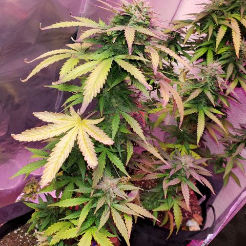 Blue Gorilla Autos growlog photo: Autos - Gorilla Glue (Front), Blueberry (Back)
