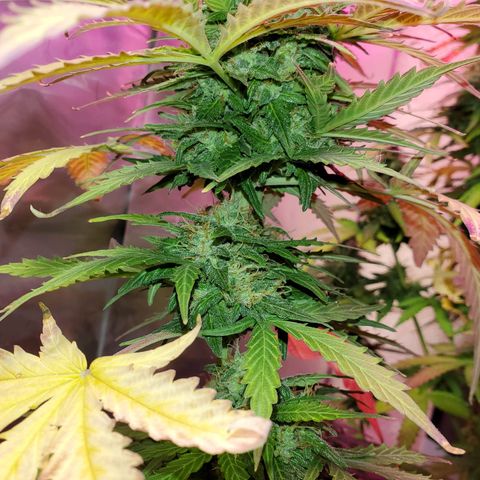 Blue Gorilla Autos growlog photo: Autos - Gorilla Glue (Front), Blueberry (Back)