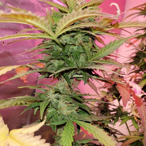 Blue Gorilla Autos growlog photo: Autos - Gorilla Glue (Front), Blueberry (Back)
