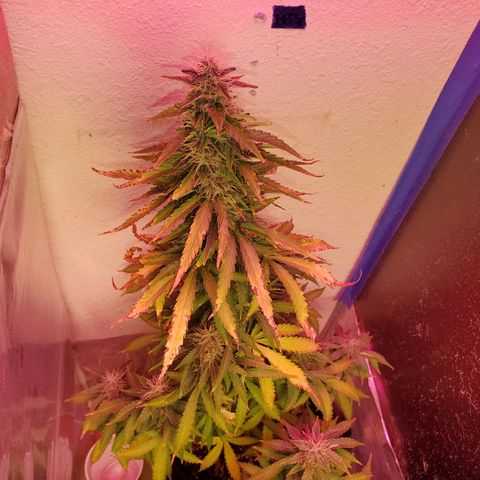 Blue Gorilla Autos growlog photo: Autos - Gorilla Glue (Front), Blueberry (Back)