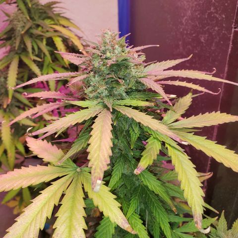 Blue Gorilla Autos growlog photo: Autos - Gorilla Glue (Front), Blueberry (Back)