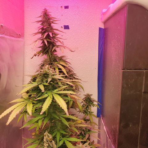 Blue Gorilla Autos growlog photo: Autos - Gorilla Glue (Front), Blueberry (Back)
