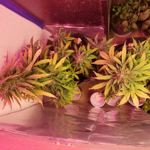Blue Gorilla Autos growlog photo: Autos - Gorilla Glue (Front), Blueberry (Back)