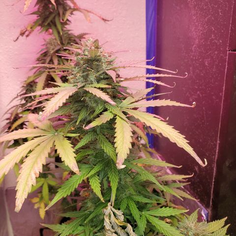 Blue Gorilla Autos growlog photo: Autos - Gorilla Glue (Front), Blueberry (Back)