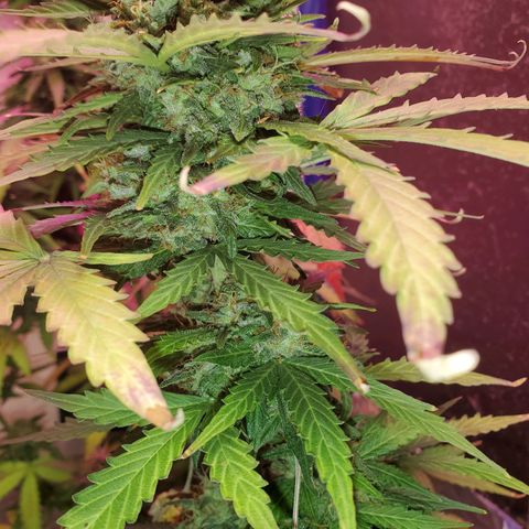 Blue Gorilla Autos growlog photo: Autos - Gorilla Glue (Front), Blueberry (Back)