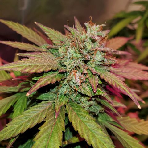 Blue Gorilla Autos growlog photo: GG