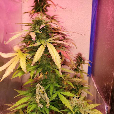 Blue Gorilla Autos growlog photo: GG