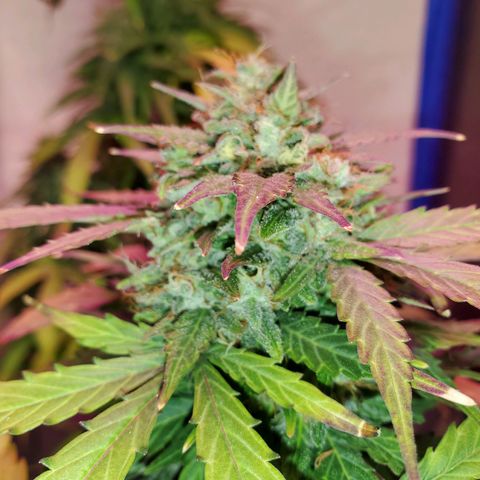 Blue Gorilla Autos growlog photo: GG