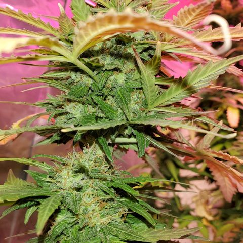 Blue Gorilla Autos growlog photo: GG