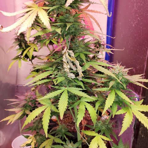 Blue Gorilla Autos growlog photo: GG