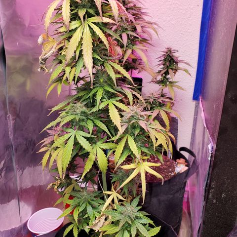 Blue Gorilla Autos growlog photo: GG (Front), Blueberry (Back)