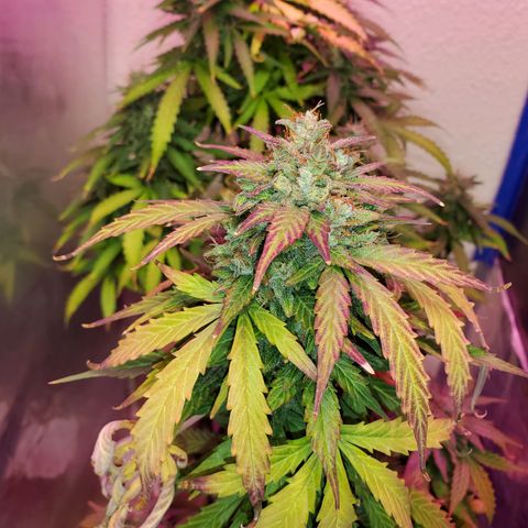 Blue Gorilla Autos growlog photo: GG (Front), Blueberry (Back)