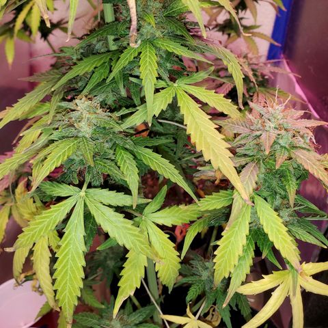 Blue Gorilla Autos growlog photo: GG (Front), Blueberry (Back)
