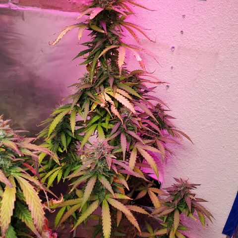 Blue Gorilla Autos growlog photo: GG (Front), Blueberry (Back)
