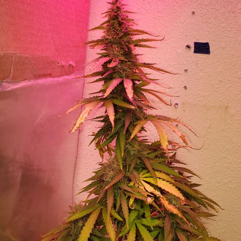Blue Gorilla Autos growlog photo: GG (Front), Blueberry (Back)