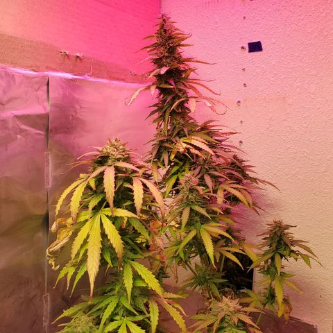 Blue Gorilla Autos growlog photo: GG (Front), Blueberry (Back)