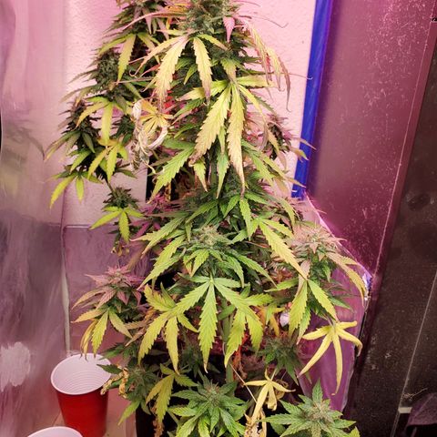 Blue Gorilla Autos growlog photo: GG (Front), Blueberry (Back)