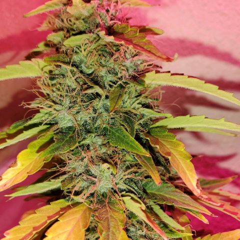 Blue Gorilla Autos growlog photo: Closer to harvest... GG (front), Blueberry (back)