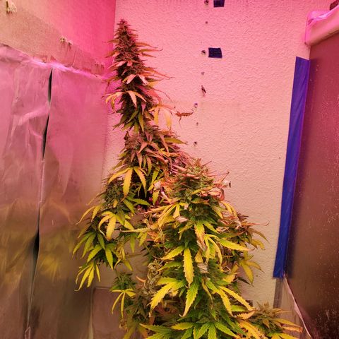 Blue Gorilla Autos growlog photo: Closer to harvest... GG (front), Blueberry (back)
