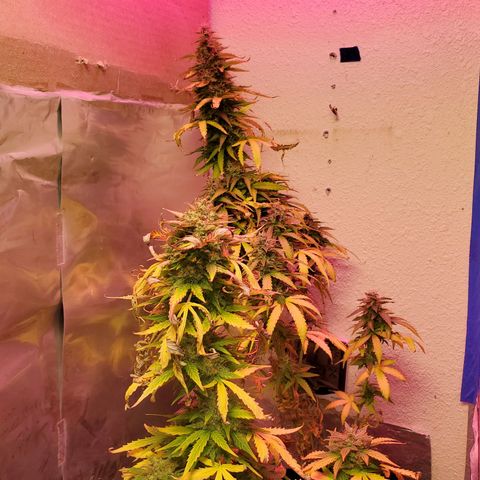 Blue Gorilla Autos growlog photo: Closer to harvest... GG (front), Blueberry (back)