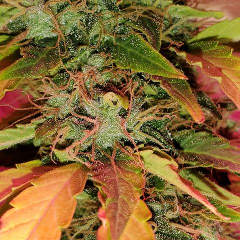 Blue Gorilla Autos growlog photo: Closer to harvest... GG (front), Blueberry (back)