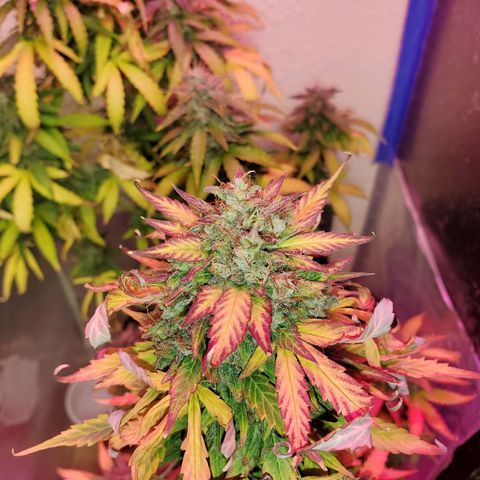 Blue Gorilla Autos growlog photo: Closer to harvest... GG (front), Blueberry (back)