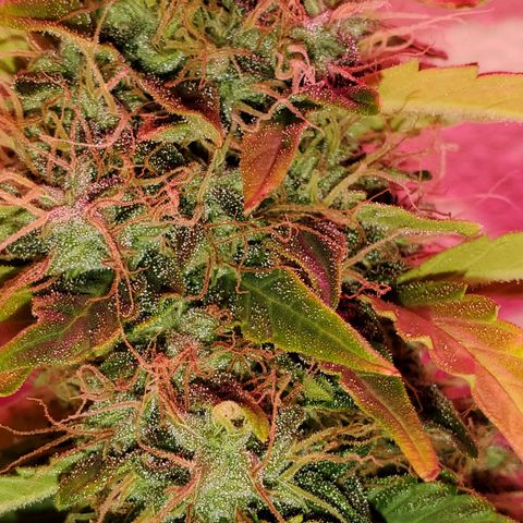 Blue Gorilla Autos growlog photo: Closer to harvest... GG (front), Blueberry (back)