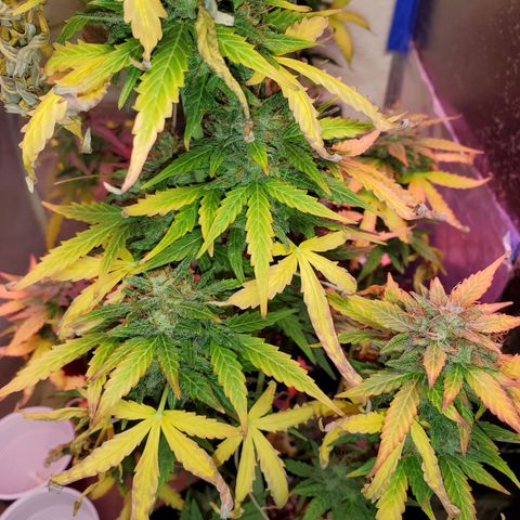 Blue Gorilla Autos growlog photo: Closer to harvest... GG (front), Blueberry (back)
