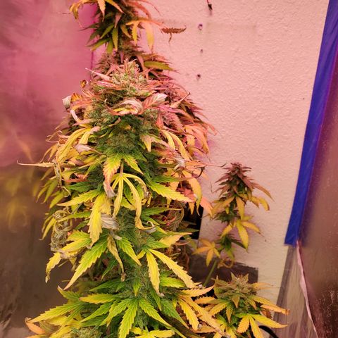 Blue Gorilla Autos growlog photo: Closer to harvest... GG (front), Blueberry (back)