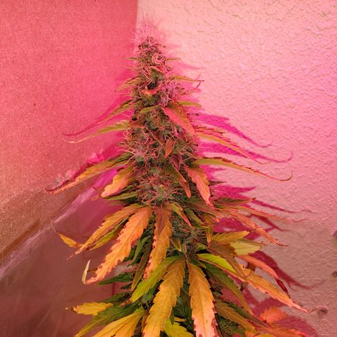 Blue Gorilla Autos growlog photo: Closer to harvest... GG (front), Blueberry (back)