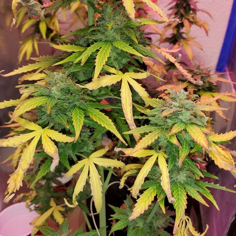 Blue Gorilla Autos growlog photo: Closer to harvest... GG (front), Blueberry (back)