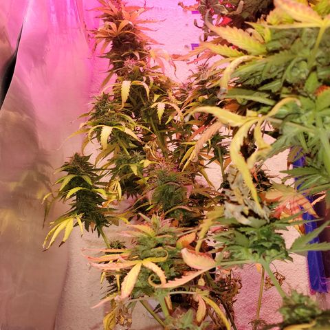 Blue Gorilla Autos growlog photo: GG (front), Blueberry (back)
More close ups