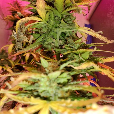 Blue Gorilla Autos growlog photo: GG (front), Blueberry (back)
More close ups