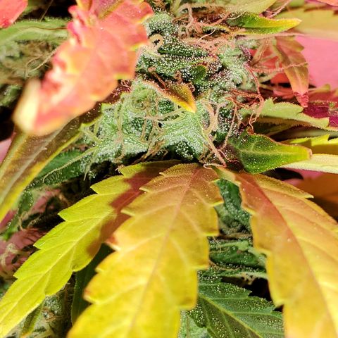 Blue Gorilla Autos growlog photo: GG (front), Blueberry (back)
More close ups